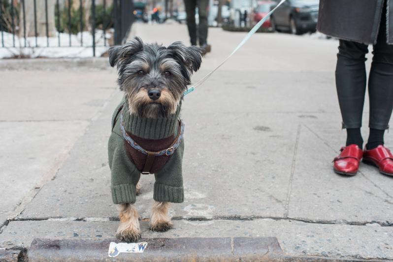 Zelda and her Red Shoes companion bring pet fashion to the West Village.  (Photographer: Gabrielle Plucknette)